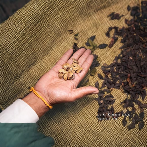 Ayurvedic Black Harad Terminalia Chebula - Product Image 1