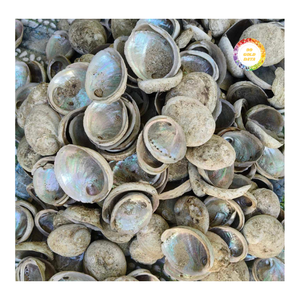 Concha de Abulón Azul Pulida, Material Natural de Nácar para Incrustaciones, Joyería y Decoración de Interiores - Product Image 5