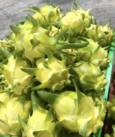 Fruit du dragon frais d'origine FARM Vietnam Meilleur prix pour l'exportation avec un prix compétitif du fournisseur vietnamien