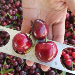 เชอร์รี่สดใหม่ ส่งออกจำนวนมาก - Product Image 6
