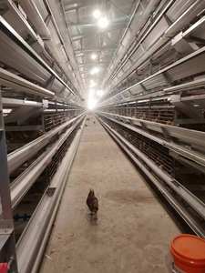 Jaula de capa tipo H automática de alta calidad para pollos de engorde, acero galvanizado, nueva condición - Product Image 5