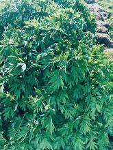 Hojas secas de artemisa de alta calidad para soporte de infusión de hierbas medicinales tradicionales - Product Image 5