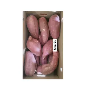 新到货新鲜红薯埃及批发红薯供应商100% 天然来自越南