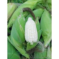 圆形糯玉米玉米价格散装