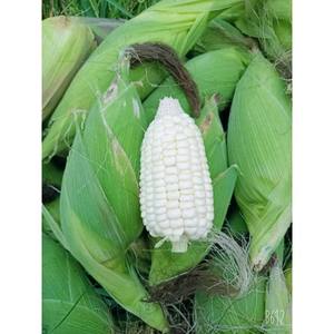 Precio de maíz glutinoso ceroso redondo a granel - Product Image 3