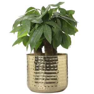 Soporte para plantas de interior de metal martillado con acabado dorado de diseño elegante con macetas de flores únicas de drenaje para uso en el hogar y el jardín - Product Image 1