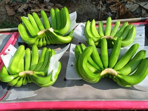 Achetez des bananes fraîches: bonbons naturels, emballés avec des vitamines et de la saveur pour un avantage, un ajout délicieux à votre routine quotidienne! - Product Image 3