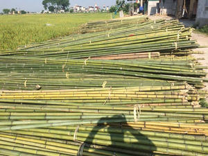 Tubos de Bambú, Producto de Venta Caliente de Fábrica Vietnamita, Exportador Confiable para Proyectos de Construcción, Decoración y Venta al por Mayor - Product Image 6