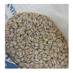 Coquille cauri de couleur mélangée de l'usine du Vietnam pour les créations artistiques fournies par l'exportateur de coquille de cauri 99 Gold Data - Product Image 3