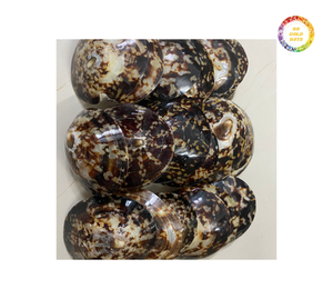 เปลือกหอยลิมเพ็ตจำนวนมากทำด้วยมืองานหัตถกรรมเครื่องประดับจากธรรมชาติเป็นมิตรต่อสิ่งแวดล้อม - Product Image 5