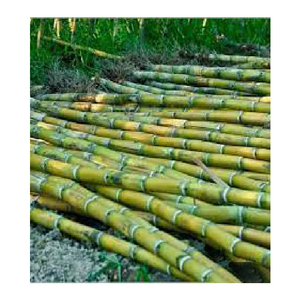 Vente en gros de canne à sucre biologique fraîche bon marché canne à sucre congelée Vietnam en vrac emballé sous vide modèle entier goût sucré BQF huile de congélation - Product Image 2