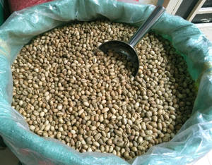 Vietnam Organic Robusta <b>Green</b> Coffee <b>Beans</b> 100% Natural Grade AA+ ISO 22000 Certified 1000kg <b>Bags</b> TNFOOD Factory Direct Export - Product Image 2