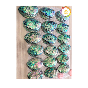 Coquille d'ormeau authentique du Vietnam Matériau marin naturel de qualité supérieure pour les bijoux incrustés d'artisanat et la distribution en gros mondiale - Product Image 3