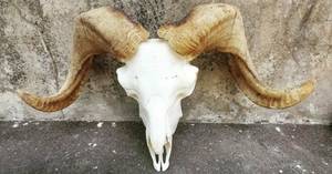 Crâne artisanal de taureau et de bélier avec cornes majestueuses Décoration murale et culturelle contemporaine - Product Image 3