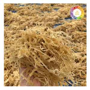 สาหร่าย Eucheuma cottonii สาหร่ายจากเวียดนามสาหร่ายทะเลสะอาดและแห้งสำหรับการส่งออกจำนวนมากและการใช้ผลิตภัณฑ์เพื่อสุขภาพ - Product Image 2
