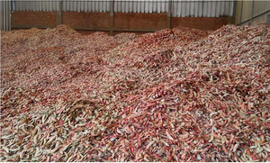 Extracto de Raíz de Tara en Polvo |   Grado Farmacéutico Puro |   Herbal |   Suministro a granel en contenedor de plástico y lata - Product Image 3