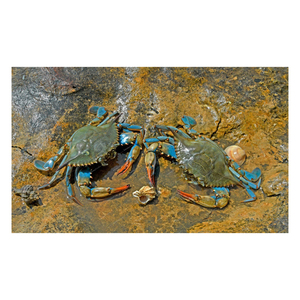 Maillot de bain bleu Corps de crabe et à vendre à bon prix fruits de mer de crabe - Product Image 5