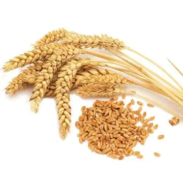 Buona qualità all'ingrosso a prezzo di fabbrica prodotti di paglia di grano dorato/grano di grano sfuso acquista grani di grano