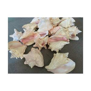 COQUILLE DE CONQUE ROSE DE TAILLE ÉNORME COQUILLE DE MER RARE NATURELLE TROUVÉE AU VIETNAM COQUILLE DE MER DE CHARME POUR LA DÉCORATION DE LA MAISON ET DE LA FÊTE - Product Image 2