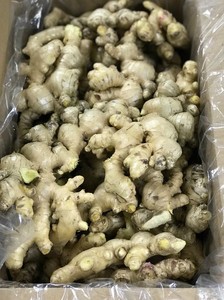 Pomelo de limón y Lima sin semillas de alta calidad, Suministro Superior de jengibre amarillo fresco-WhatsApp + 84358211696 Contactar con La Sra. Iris - Product Image 5