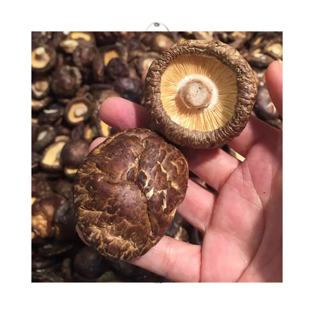 Funghi bianchi vietnamesi di alta qualità Shiitake secchi funghi Shiitake prezzi funghi Shiitake biologici 100%