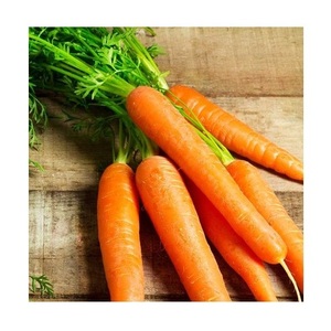 Proveedor Mayorista de Verduras Frescas, Proveedor de Zanahorias Frescas, Mejor Precio de Zanahorias, Nueva Cosecha de Zanahorias Rojas - Product Image 2