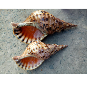 Conchas de trompeta oceánica de Vietnam para bodas en la playa, configuración de Acuario, decoración interior costera y uso de caja de regalo - Product Image 6