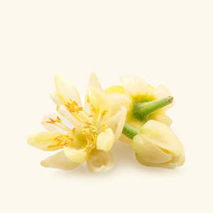 Huile Essentielle de Fleur de Tilleul 100% Pure et Biologique, Parfum Doux pour Soins Capillaires, Peau et Visage, Flacon de 10ml avec Certificat MSDS, Fournisseur OEM - Product Image 1