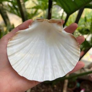 Concha de Vieira Natural Grande Blanca, Espécimen Auténtico del Océano para Decoración del Hogar Costero y Decoración con Temática Marina - Product Image 6