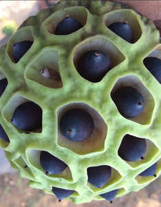 Graine de Lotus noir - Product Image 5