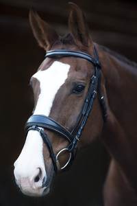 Fabricant de bride de cheval en cuir véritable de haute qualité - Product Image 2