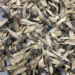 SETA DE TERMITA DE ETIQUETA LIMPIA PURA SECA PARA APOYAR LA SALUD INMUNE Y EL BIENESTAR - Product Image 2