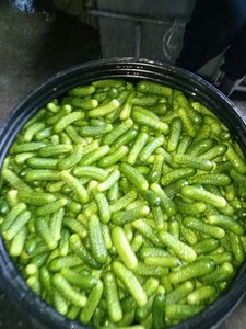 Concombres marinés en saumure | Cornichons croustillants au concombre, tous naturels, sans conservateurs | Pack 15Oz, 20Oz (Cornichons au détail) - Product Image 6