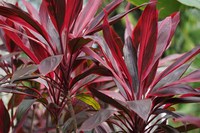 Planta Natural de Cordyline, Flor Blanca Recién Cortada de 20cm, 100 Pétalos, Huertos Ecuatorianos, Ecuador