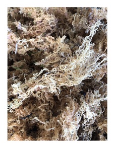 Cheap Price Irish <b>Sea</b> <b>Moss</b> 5-7% Moisture - Eucheuma Cottonii Seaweed - Premium New Dry Real Seaweed Vietnam White Seamoss - Product Image 1