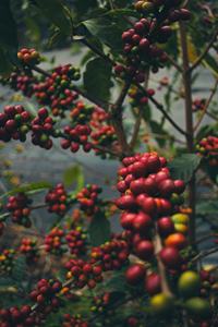 Café Vert Robusta Premium du Vietnam, Grains Entiers, Saveur Riche et Prononcée, Approvisionnement en Gros pour Torréfacteurs - Product Image 2