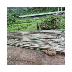 Better than Moso Bamboo Thick Wall Strong and Durable for Construction Vietnam Bamboo Poles