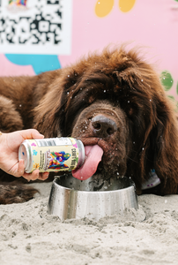 Bebida para Perros Tailwagger Craft Dog Beer Chicken Porter Sin Alcohol 12 oz, Bebida en Lata para Mascotas - Product Image 2