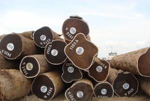 Troncos crudos de madera de wengué oscuro para carpintería personalizada - Product Image 6