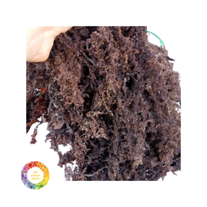 Eucheuma cottonii เจลมอสทะเลทำจากสาหร่ายสาหร่ายป่า - Product Image 2