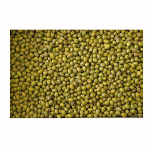 GRAN CALIDAD AL POR MAYOR BUIK SPROUTING GREEN MUNG BEANS - Product Image 5