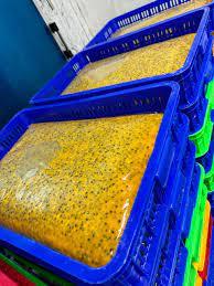 Jus de fruit de la passion congelé de haute qualité et à prix abordable pour les besoins de votre entreprise! - Product Image 3