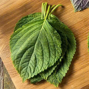 Directo de Vietnam: Hoja de perilla Prístina, cultivada con cuidado - Product Image 1