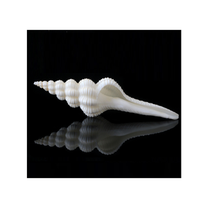 Remplissage décoratif de bol de coquillage mixte pour centre de table décor à la maison plage décoration de mariage approvisionnement en vrac coquillages naturels - Product Image 4