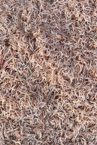 Crevettes de mer séchées 100% naturelles de qualité supérieure du Vietnam VAN BACH TUNG KR01 2-4cm, emballées sous vide, durée de conservation de plus de 12 mois, à conserver au frais et à l'endroit sec - Product Image 6