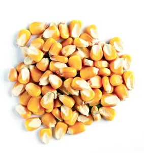 Cây trồng mới ngô vàng ngô cho con người và động vật cấp thức ăn tiêu thụ ngô vàng
