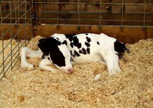 Bloque de virutas de madera de pino de alta calidad, ropa de cama de animales secos comprimidos, precio competitivo de Vietnam Akina - Product Image 4