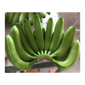 Des bananes fraîches et mûres pour tous les goûts Découvrez le goût du Vietnam avec notre ferme de bananes-Des bananes fraîches, remplies de saveurs - Product Image 4