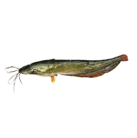 Fournisseur en gros de poissons-chats congelés en vrac (1kg - 2kg) - Livraison rapide