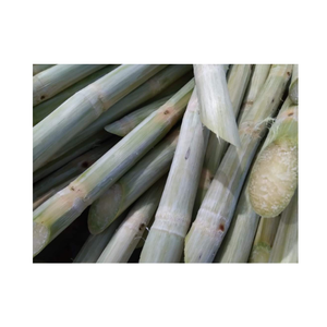 มีประโยชน์และอร่อย: อ้อยแช่แข็งจากฟาร์มแบบยั่งยืนของเวียดนามจากเวียดนาม - Product Image 1